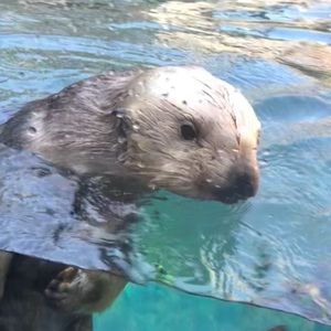 Meet your Posher, Mia